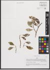 Foto von Salix L.